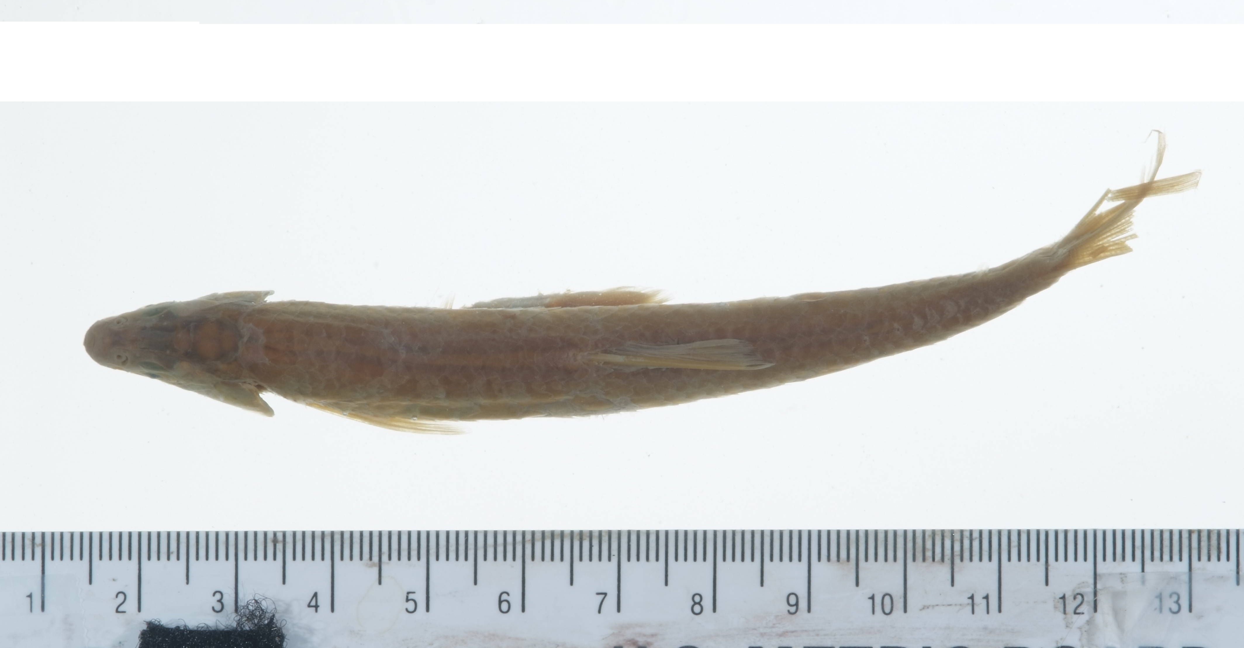 Toxabramis argentifer Abbott, 1901